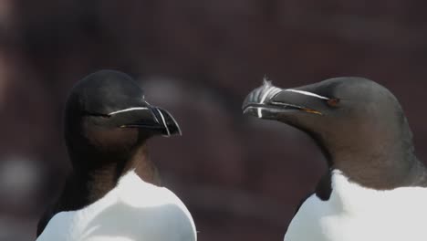 Razorbills-courtship-behaviour,-Handa-Island,-Scotland
