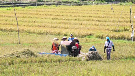 Balinese-rice-field-workers_Balinese-Rice-Field-Harvesting_Rice-cutting_Processing