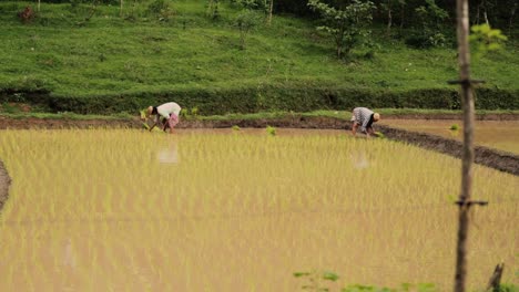 Unrecognizable-farmers-planting-rice-in-paddy-field.-Static