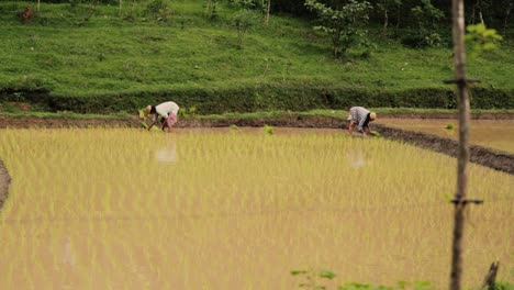 Agricultores-Irreconocibles-Plantando-Arroz-En-Arrozales.-Estático