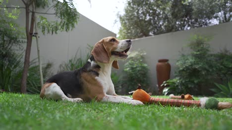 Young-beagle-dogs-panting-in-garden-of-suburban-home-low-angle