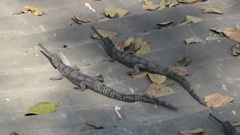 Zwei-Baby-Gavial-Krokodile-Sitzen-Im-Sonnenlicht.-Zwei-Baby-Gavial-Krokodile-Sitzen-Auf-Treppen-Im-Zoopark