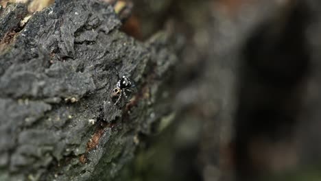 Twin-flagged-jumping-spider-in-Orlando,-Florida,-Osprey-Trail-moving-pedipalps-and-sitting-on-tree-bark-4k-60p