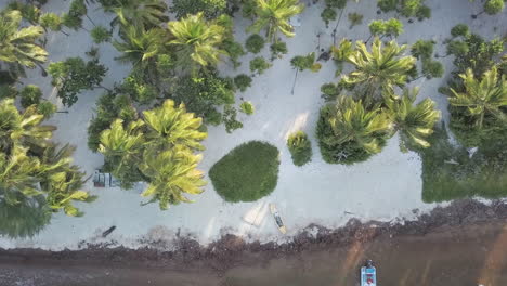 Drohnenaufnahmen-Aus-Der-Luft-Vom-Strand-Punta-Allen-In-Mexiko-über-Baumwipfeln,-Die-Vom-Meer-Ins-Küstenvorland-Schwenken-Und-Den-Weißen-Sandstrand-Freigeben