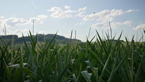 Ein-Maisfeld-In-Der-Schweiz
