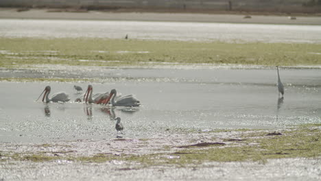 Slow-motion-wide-shot-of-a-group-of-pelicans-and-other-birds-feeding-in-Bodega-Bay,-California