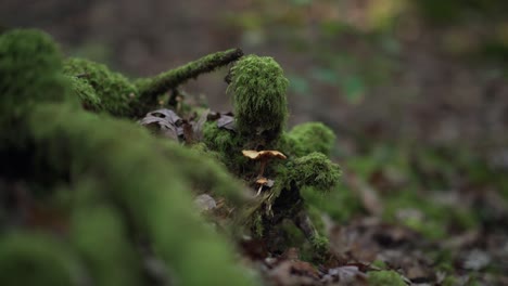 Primer-Plano-De-Un-Hongo-Blanco-En-Un-Bosque-Frío-Y-Cubierto-De-Musgo