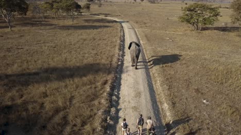 Un-Grupo-De-Voluntarios-Camina-Con-Un-Gran-Elefante-En-La-Selva-Africana.