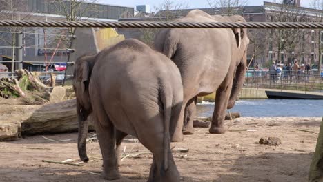 Junge-Asiatische-Elefanten-Laufen-Neben-Ihren-Eltern-Im-Artis-Zoo