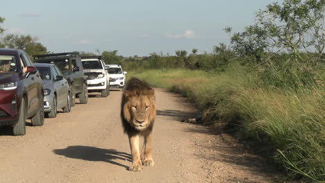 Gente-De-Vehículos-Observando-Leones-Africanos-Caminando-Por-Una-Carretera-Polvorienta-Del-Parque-Nacional