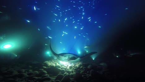 Manta-Rochen-Schwimmen-In-Richtung-Der-Kamera-Während-Eines-Nachttauchgangs