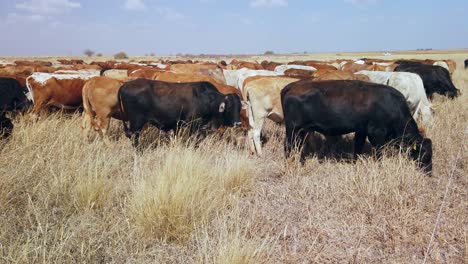 Herd-of-free-range-cattle-grazing-in-grassland-on-a-rural-farm,-South-Africa