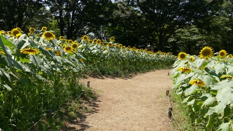 Sunflower-Fields-in-Tokyo,-Japan