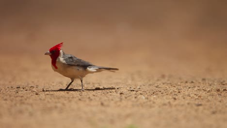 Cardenal-Con-Plumas-De-Cabeza-De-Plumaje-Rojo-Arrastradas-Por-Fuertes-Vientos-Camina-Por-Tierra-Seca