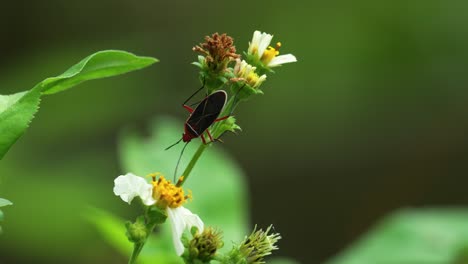 Baumwollfleckensammler-Schlürft-Nektar-Aus-Der-Spanischen-Nadelblume-In-Orlando,-Florida,-Osprey-Trail,-Sonniger-Tag-Mit-Anderen-Pflanzen-Im-Hintergrund