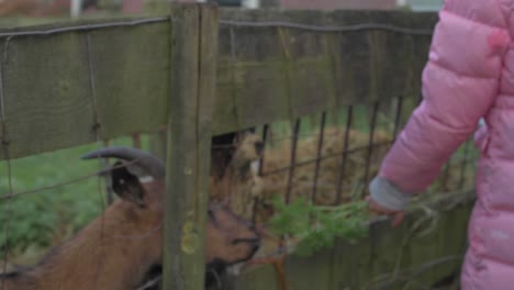 Kleine-Asiatische-Mädchen-Füttern-Ziegen-Hinter-Dem-Zaun-Auf-Einem-Niederländischen-Bauernhof