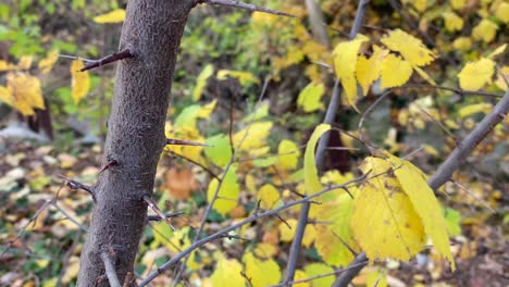 Kleiner-Baumstamm-Mit-Gelb-braunen-Blättern-Im-Wind,-Herbstlich,-Im-Hintergrund-Recht-Verschwommen-Ein-Bach