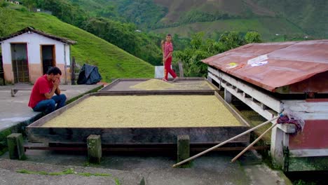 Father-pulling-out-dried-coffee-beans-on-a-large-platform,-in-Valparaíso-Colombia