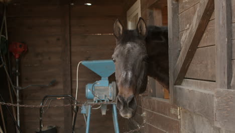 Brown-older-horse-excited-to-ride-in-morning-on-the-ranch