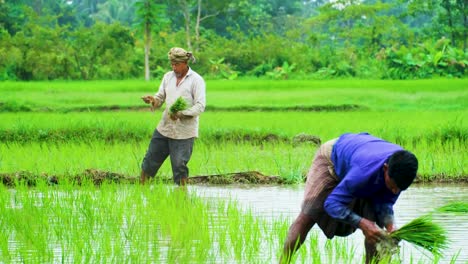 Agricultores-Asiáticos-Plantando-Plántulas-De-Arroz-En-Arrozales-En-El-Campo-De-Bangladesh,-Asia