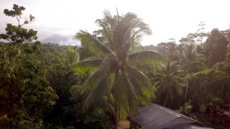 Aerial-dolly-out-of-a-man-collecting-coconuts-in-Papua-New-Guinea-at-golden-hour