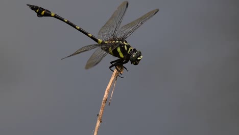 Die-Gemeine-Flanschschwanzlibelle-Kommt-Häufig-In-Thailand-Und-Asien-Vor