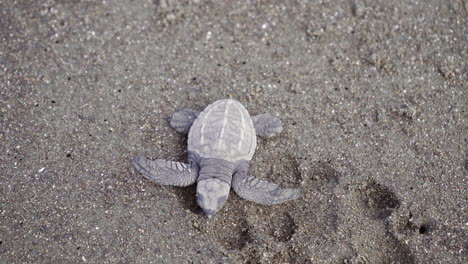 Olive-ridley-sea-turtle,-Lepidochelys-olivacea,-is-heading-towards-the-water-at-the-nesting-beach-of-Ostional-Wildlife-Refuge,-Guanacaste,-Costa-Rica