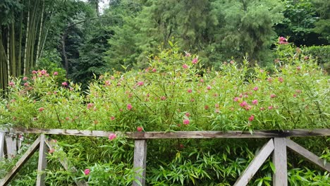 Vista-De-Un-Hermoso-Jardín,-Con-Un-Camino-De-Piedras-Y-Una-Valla-De-Madera.