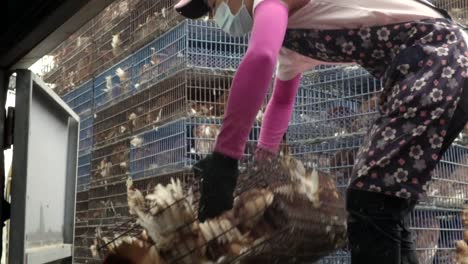 Caged-chickens-being-moved-and-thrown-off-a-truck-by-woman