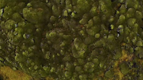 Aerial-4k-bird's-eye-view-over-a-lava-field-covered-by-green-moss-in-Iceland,-Europe