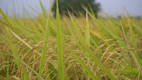 Rice-is-the-staple-food-in-many-Asian-countries