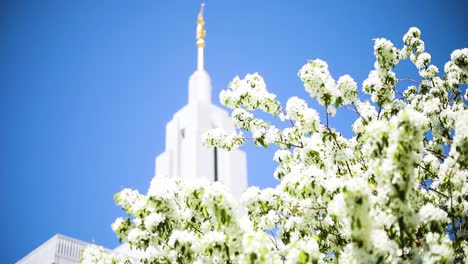 Langsame-Schwenkaufnahme,-Die-Den-Draper-Tempel-Hinter-Einem-Wunderschönen-Blühenden-Baum-Enthüllt