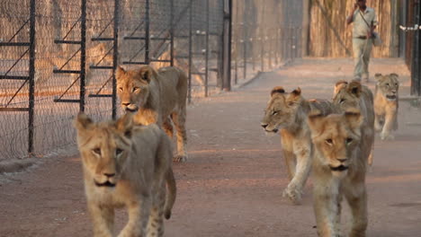 Leones-Caminando-De-Regreso-A-Su-área-De-Santuario-Del-Centro-De-Investigación