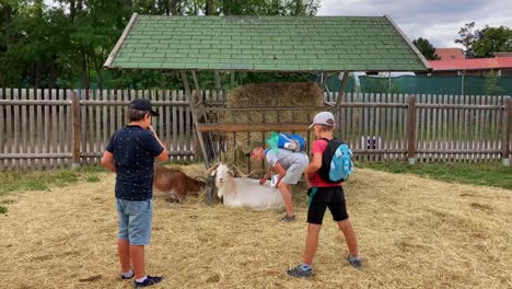 Children-in-the-animal-farm-near-the-goat-shelter