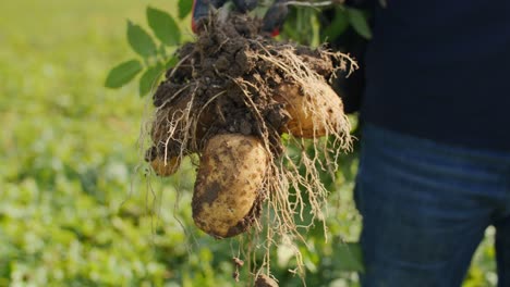 Patatas-Frescas-Recién-Arrancadas-Del-Suelo-En-Agricultores-Filmadas-A-Mano-Con-Panasonic-Gh5-Con-Lente-Sigma-Art-De-35-Mm