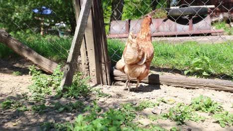 Muchas-Gallinas-Rojas-En-Un-Día-De-Verano-En-El-Pueblo.