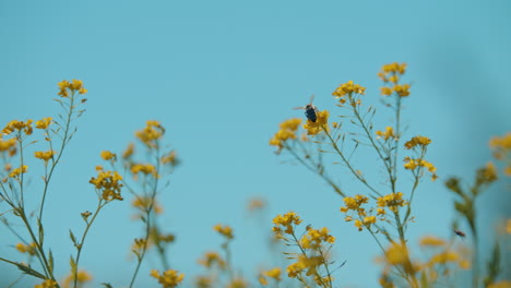 Zeitlupe-Einer-Honigbiene,-Die-An-Einem-Sonnigen-Tag-Auf-Einem-Frühlingsfeld-Mit-Gelber-Blume-Und-Blauem-Himmel-Beschäftigt-Ist