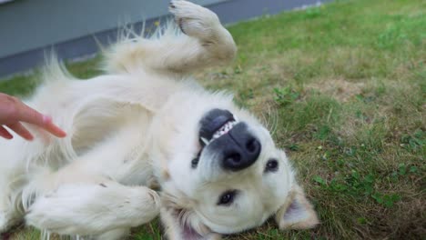 First-person-view-of-owner-petty-his-white-dog-on-the-stomach-with-handheld-shake