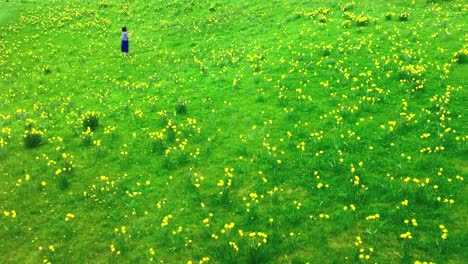 Weite-Aufnahme-Einer-Frau,-Die-Im-Frühling-Auf-Einem-Feld-Spazieren-Geht-Und-Narzissen-Pflückt