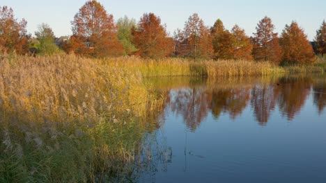 Una-Foto-Panorámica-De-Un-Estanque-En-Cuyo-Agua-Se-Reflejan-Los-árboles-Otoñales-Y-Los-Juncos-Que-Crecen-A-Lo-Largo-Del-Borde