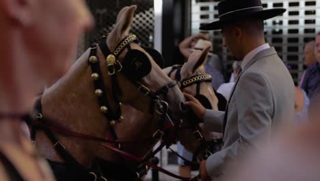 an-editorial-closeup-shot-of-a-traditional-suited-horseman-with-hat,-protecting-his-mule-donkey-from-flies-in-the-city-of-fuengirola-at-rosario-carnival