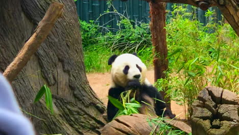 Cámara-Lenta---Panda-Gigante-En-El-Zoológico-De-San-Diego