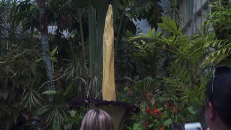 Rare-Titan-Arum-New-Zealand-Stinky-Colorful-Corpse-Flower-Blooming-Tourism-Botanical-Garden-Auckland