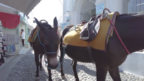 Donkeys-in-a-row-passing-by-tourists-and-souvenir-shops