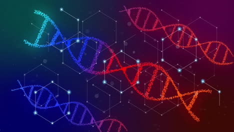 Animation-of-glowing-white-networks-over-red-and-blue-dna-strands-on-dark-background