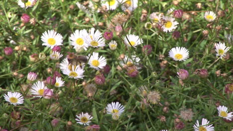 Una-Abeja-En-El-Trabajo