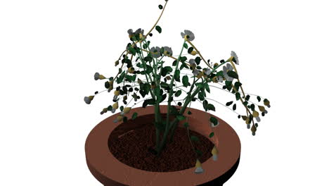 Garden-Plant-Growing-in-a-Pot