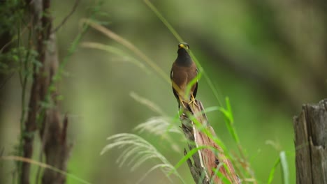 Mynah-Vogel-Mit-Gelbem-Schnabel-Und-Zwitschernden-Füßen-Steht-Auf-Gebrochenem-Holzpfosten-Mit-Verschwommenem-Waldhintergrund