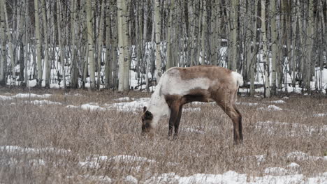 Caribú-Del-Bosque-Comiendo-En-El-Bosque-En-Yukon,-Canadá---Plano-Amplio