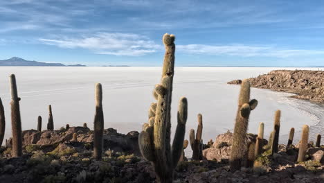 Panorámica-De-Derecha-A-Izquierda-A-Través-De-Cactus-Espinosos-Reunidos-Sobre-Salinas